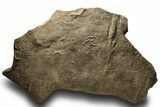 Cruziana (Fossil Trilobite Trackway) Plate - Morocco #253180-1
